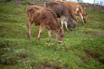 Naklejka na ściany i meble Mountain and cows on green meadow, summer landscape.
