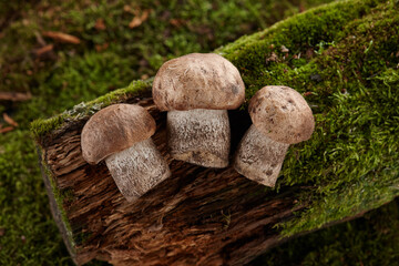 Brown cap boletus mushrooms on green moss background