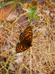 butterfly on a flower