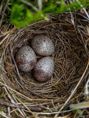 Naklejka na ściany i meble bird nest with eggs