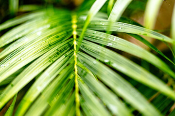 close up royal palm fronds 