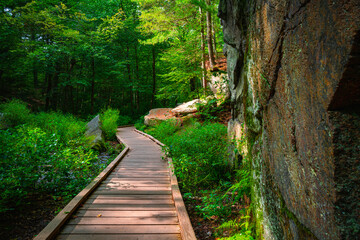 Fototapeta premium The curved wooden footpath in the state preservation park in New England