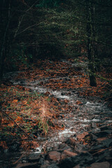 autumn leaves in the forest