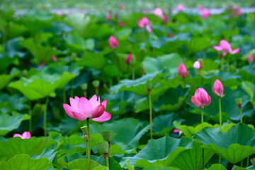 Obraz na płótnie Canvas Lotus in full bloom, in the park in the pond