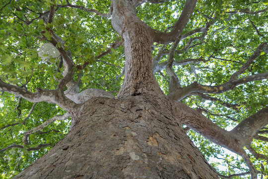 green crown of a sycamore tree view from below