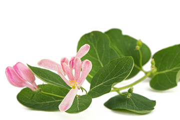 Flowers of Tatar honeysuckle, lat. Lonicera tatarica, isolated on white background