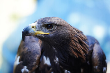 Eagle portrait. Beautiful bird of prey. High quality photo