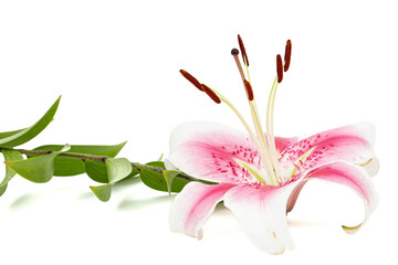 Big white-pink flower of lily, isolated on white background