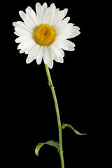 White flower of chamomile, lat. Matricaria, isolated on black background