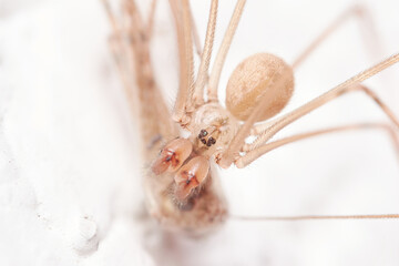 House spider with fangs close up, macro photography brown spider	eating another spider isolated on white