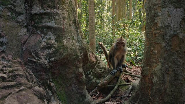 curious monkey primate in forest habitat 4k