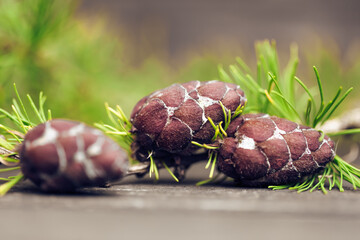 larch cones on wooden background, closeup view