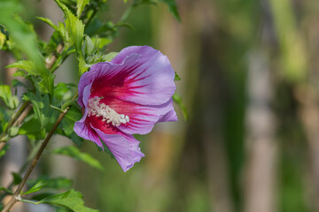 flower rose of Sharon close up view outdoors Hibiscus syriacus