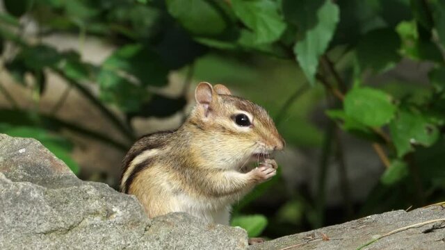 Cute little Chipmunk sitting on a stone wall  eating and cleaning it's face.  Humor