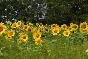 Obraz premium field of dandelions