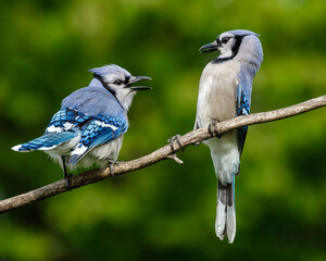Blue Jays Arguing