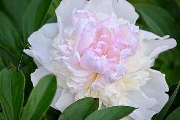 bouquet of pink roses