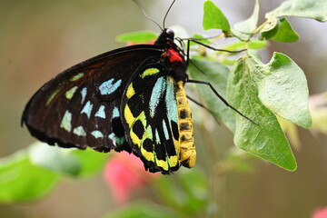 butterfly on a leaf