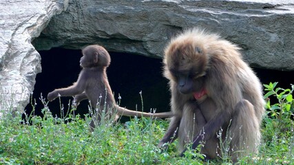 A baboon with her baby