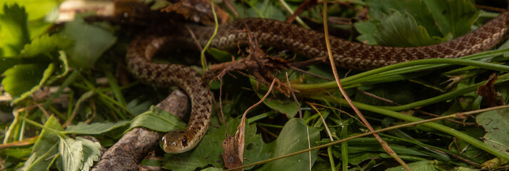 Snake in the grass