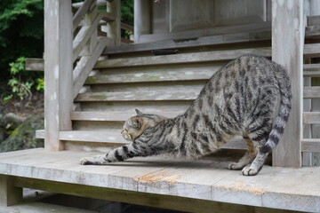 猫の「のび」ポーズ/A wild cat stretch itself in the woods