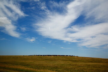 Fototapeta premium Sunny Day with Clouds Over the Great Plains in South Dakota