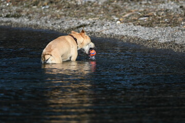 Yellow Labrador dog playing  in lake retrieves a ball and drops it along shore