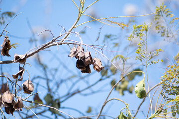 squirrel on a branch