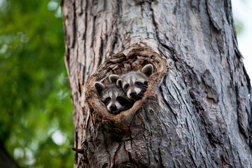 A Family of Racoons hanging out in a maple tree. © Jorge