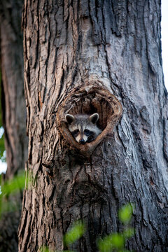 A Family Of Racoons Hanging Out In A Maple Tree.