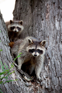 A Family of Racoons hanging out in a maple tree.