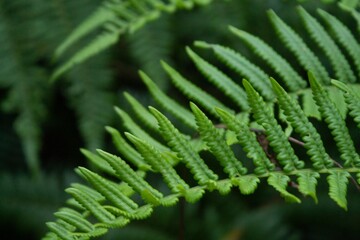 Flora Equilíbrio do Ecossistema