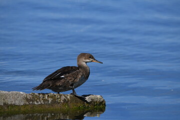 Juvenile Common Merganser duck standing on the shore 