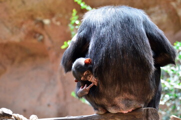 CHIMPANCÉ