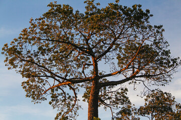 Northeast treetop Barriguda