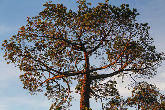 Northeast treetop Barriguda
