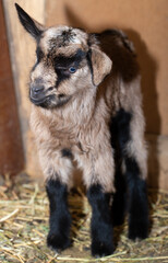 Alpine goat. Small newborn baby goat close-up.