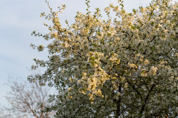 Cherry blossoms. White flowers of fruit tree.