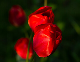 A flower bed with red tulips. Flowering of cultivated plants.
