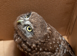 Little owl (Athene noctua), also known as the owl of Athena or owl of Minerva.