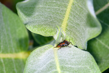 Milkweed Beetle 02