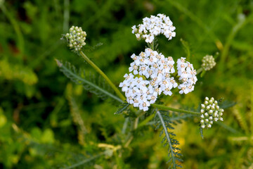 White Blossom Yarrow