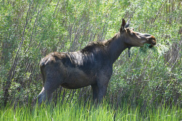 Juvenile Bull Moose grazing 