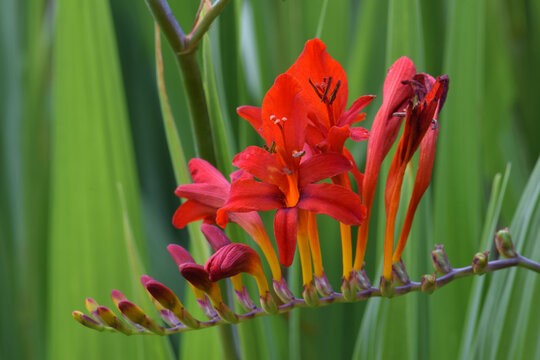 Red Crocosmia 01