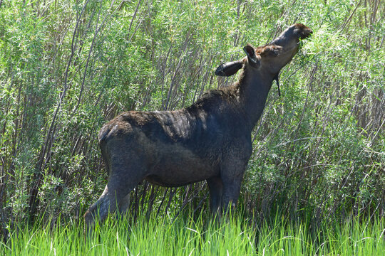 Juvenile Bull Moose eating willows