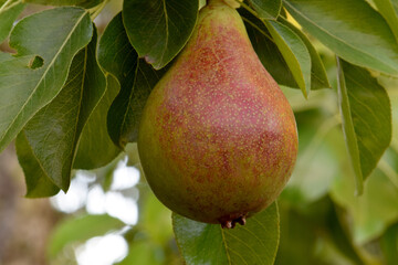 Red Pear 04