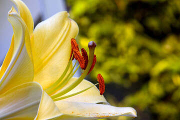 Yellow Asian Lily 11