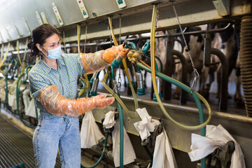 Focused young adult woman in face mask for disease protection working at milking parlor, going to...