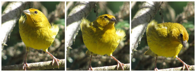 yellow birds, canario da terra, marilyn monroe