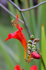 Red Crocosmia Solo 01
